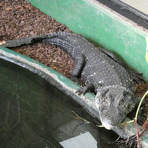 Black Caiman