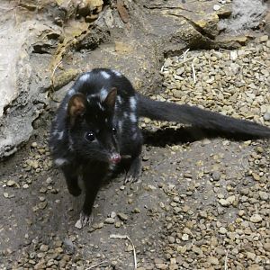 Eastern Quoll