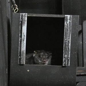 New Guinea Ground Cuscus