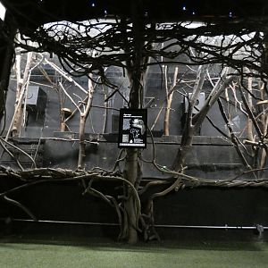 Aye-aye enclosure