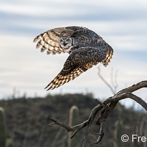 great horned owl (Raptor Free Flight demo)