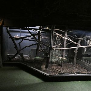 Aye-aye and Malagasy Jumping Rat enclosure