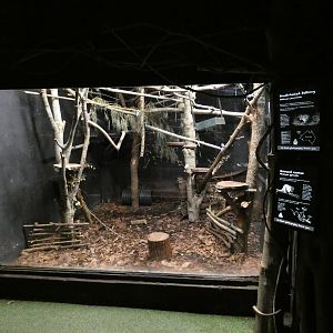 New Guinea Ground Cuscus and Western Woylie enclosure
