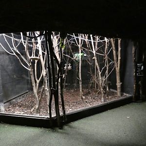 Pygmy Slow Loris enclosure