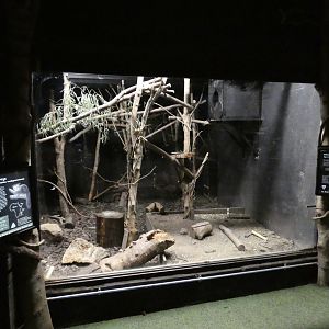Aye-aye and Malagasy Jumping Rat enclosure (2)