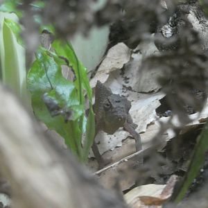 Bearded Pygmy Chameleon