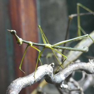 Horsehead Grasshopper