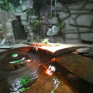 Spectacled Caiman enclosure