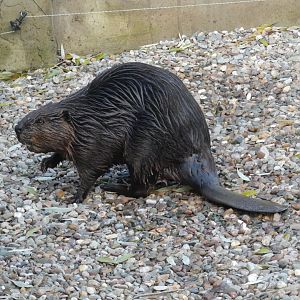 North American Beaver