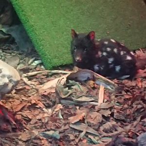 Eastern Quoll - Uranus 27/12/19