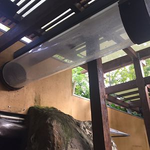 Bat Tunnels in the "Amazon and Beyond" Area