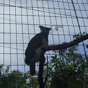 Harpy Eagle