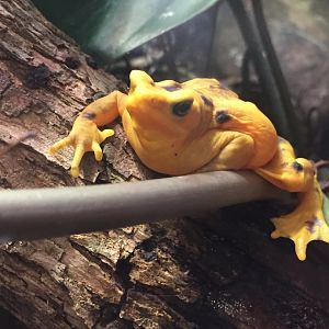 Panamanian Golden Frog
