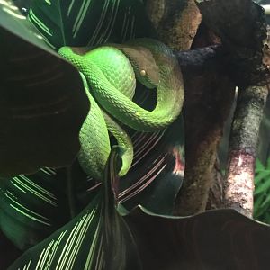 Side Striped Palm Viper?