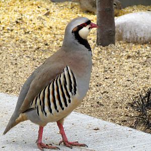 Chukar