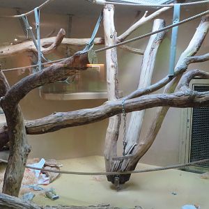 Orang utan smaller indoor enclosure