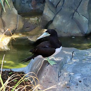 Brown Booby (Sula leucogaster plotus)