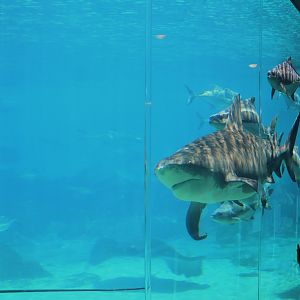 Shark Bay - Bull Shark and Viewing Window