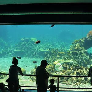 Shark Bay - Reef Viewing Window
