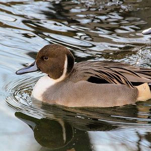 Northern Pintail