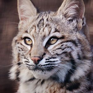 Bobcat