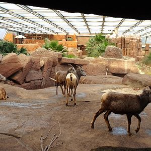 California bighorn sheep, Desert