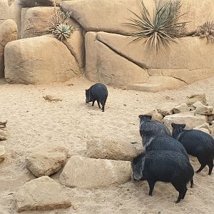 Collared peccary, Desert