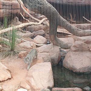 Bobcat, Desert