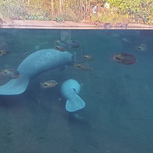 Manatees mother and calf, Mangroves