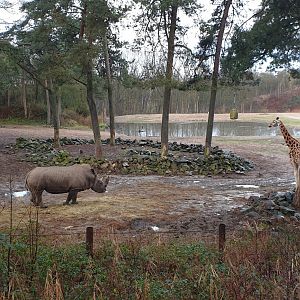 White rhino, Rothschilds' Giraffe encounter