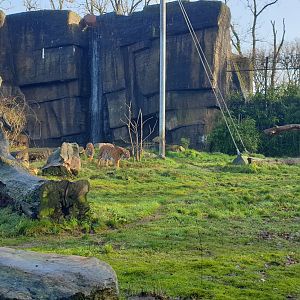 Sumatran tiger, Rimba
