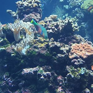 Parrot fish, Ocean