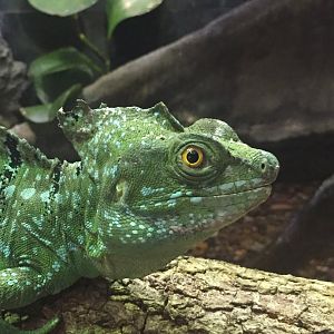 Plumed Basilisk