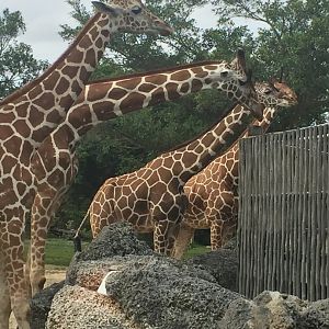 Reticulated Giraffes