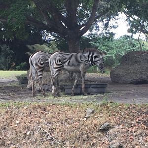 Grevy's Zebras