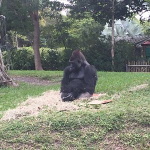 Western Lowland Gorilla