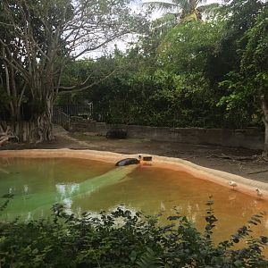 Pygmy Hippo Enclosure