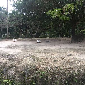 Arabian Oryx Exhibit