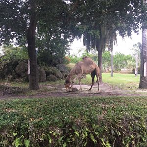 Dromedary Camel