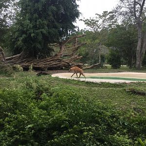 Spotted Hyena Enclosure