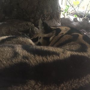 Clouded Leopard