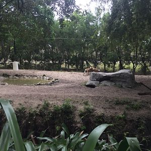 African Wild Dog Enclousere