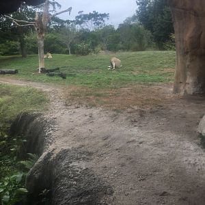 View of African Lion Exhibit