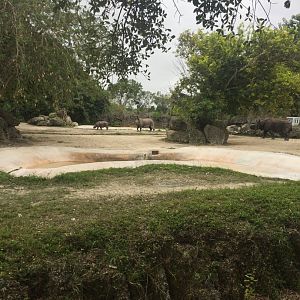 Indian Rhino Exhibit