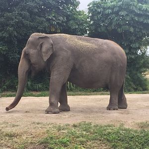 Female Asian Elephant