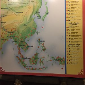 Wings of Asia Map