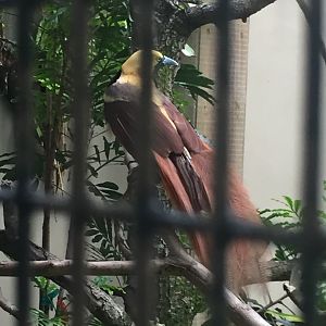 Raggiana Bird of Paradise