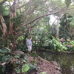 Sarus Crane in "Wings of Asia"