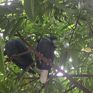 Nicobar Pigeons