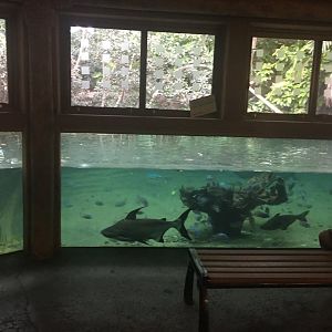 Tank in Wings of Asia